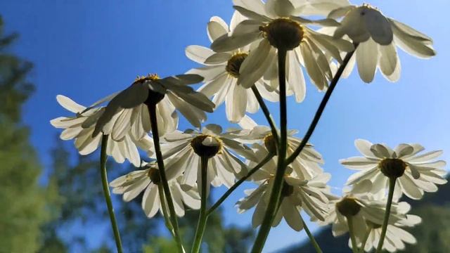 Деревня. Признание в любви 2023 год. Видеомонтаж: Ирина Яковлева, стихи: И.Яковлева, читает автор. смотреть онлайн