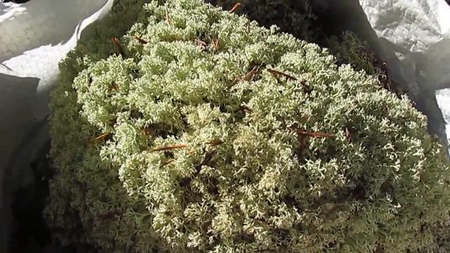 Мох ягель. Применение в лечении и оленеводстве смотреть онлайн