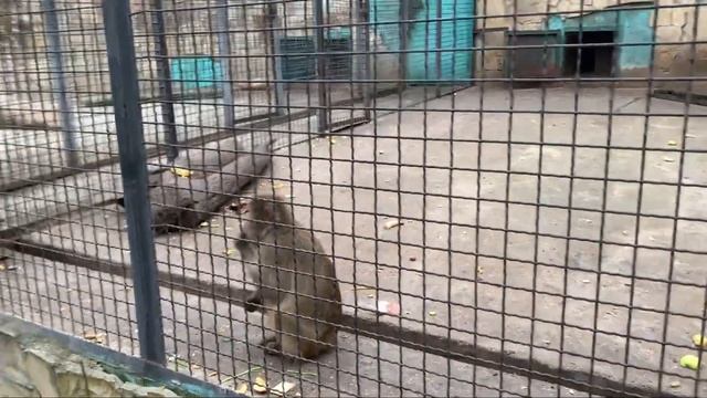 ТАЙГАН / Чёрные грифы глотают мясо с костями/ ЯПОНСКИЕ МАКАКИ И ягуары. смотреть онлайн