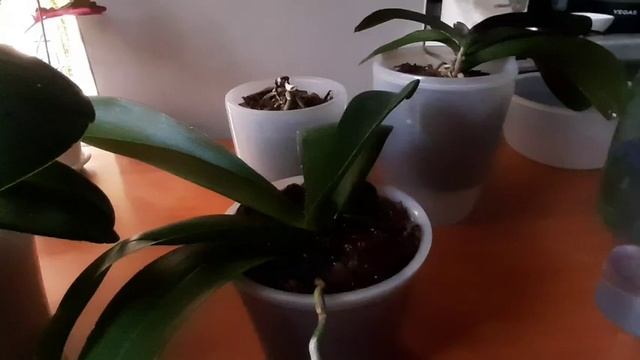 Орхидеи. Янтарная кислота. Актара. Мучнистый червец. Лечение. смотреть онлайн