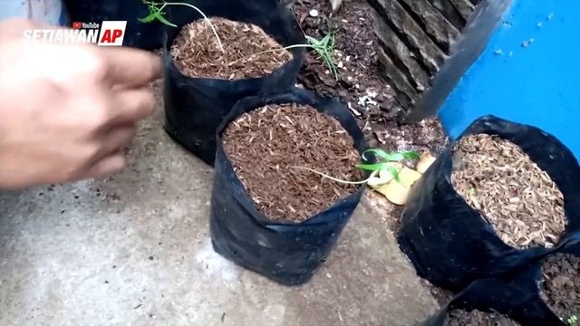 Mengenal Tanaman Hias Merambat Songgo Langit atau Ipomoea Quamoclit - SAP Garden смотреть онлайн