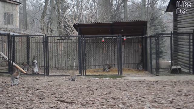 Кенгуру беннета на ilikepet смотреть онлайн