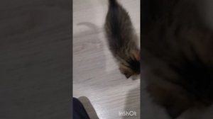 Смешные коты