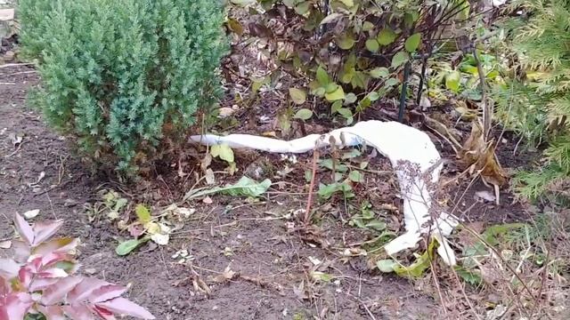 Сажать или не сажать, колючие, болючие! Ново-старый ковер! смотреть онлайн