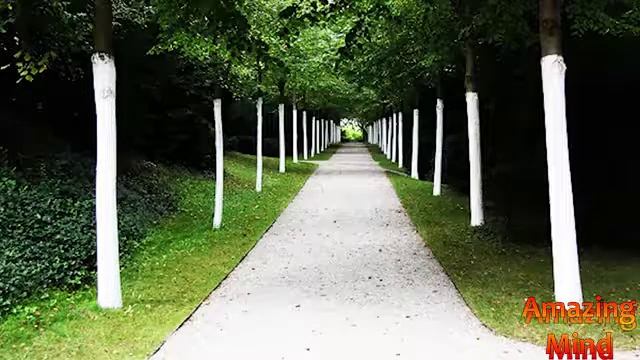 Почему КРАСЯТ деревья? - Стволы... смотреть онлайн