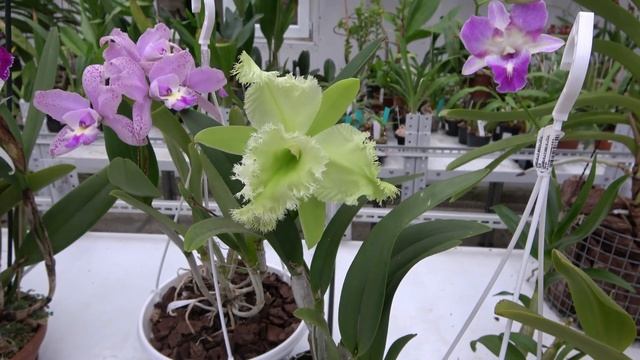Цветение Ноябрь 2020. Blc. George King `Serendipity'