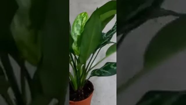 Аглаонема Мария смотреть онлайн