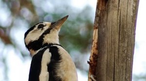 Звуки Природы.  Пение птиц - Дятел - Звуки птиц.