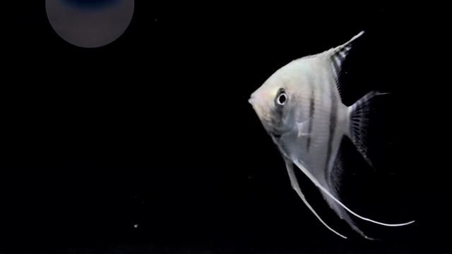 What If You Throw a Steel Ball into the Mariana Trench смотреть онлайн