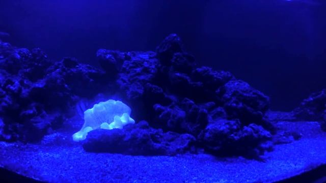 Актиния ковровая стиходактила хаддони зеленая при лунном свете. Морской рифовый аквариум смотреть онлайн