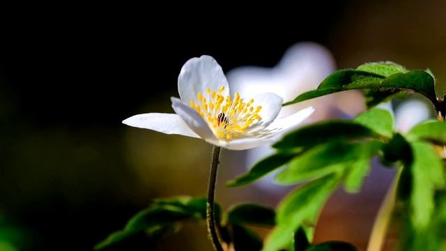 (4K), Flowers Relaxing Music, Lovely Flowers With Piano Music, Stress Relief,calm,meditation,Flower