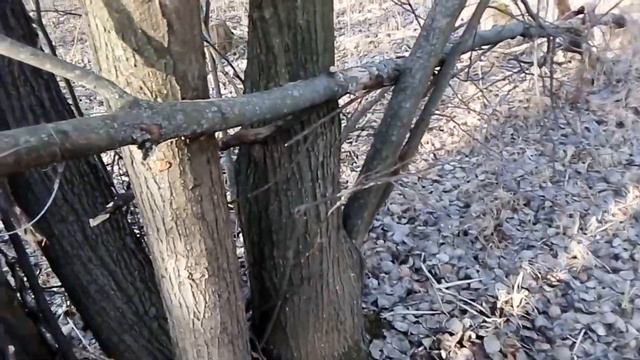 очередная удачная проверка капканов смотреть онлайн