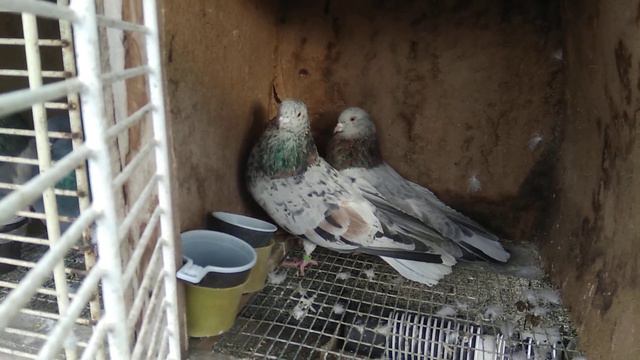 вчерашние страдания смотреть онлайн