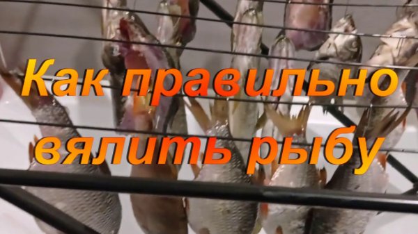 Как правильно вялить рыбу.