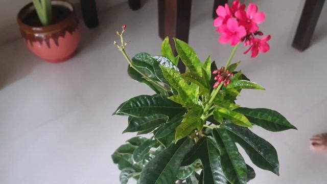How to grow and care Jatropha plant - Flower boosting fertilizer - in Kannada смотреть онлайн