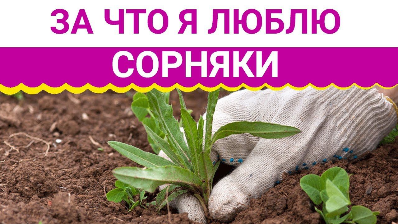 ЗА ЧТО Я ЛЮБЛЮ СОРНЯКИ смотреть онлайн