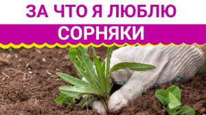 ЗА ЧТО Я ЛЮБЛЮ СОРНЯКИ