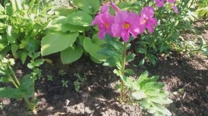 Инкарвиллея