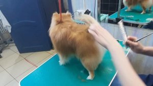 Как подстричь Шпица.  Штаны.