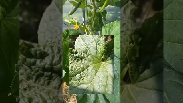 Чем кормить огурец, читаем по его листьям и плодам #SemenaPartnerShorts смотреть онлайн