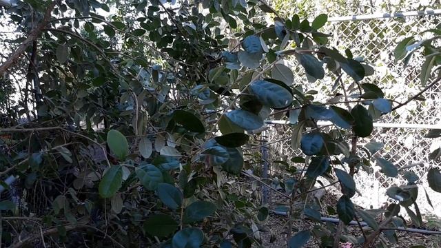 How to grow pineapple guava in the desert! Winter /fall fruit! смотреть онлайн