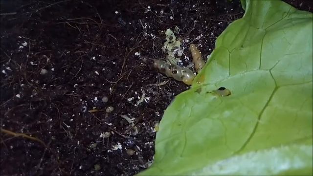 #2 Вид улитки: субулина ( суббулина ) октона / субулины (суббулины) октона - улиточки-казявочки смотреть онлайн