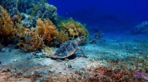 Морские приключения. Про морских черепах детям.