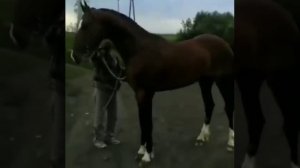 Орловский жеребец 2016 г . Алтайский край