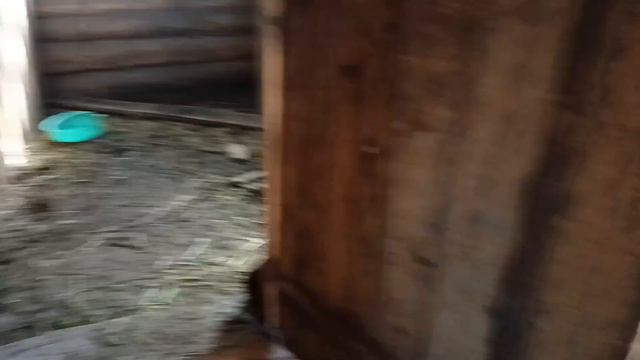 Хозяйственный дом 🏡 Обзор на наш сарай! барашки и куры 😅 смотреть онлайн