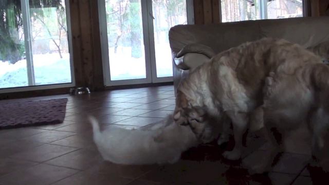 Retriever puppy playing/Щенок ретривера играет смотреть онлайн