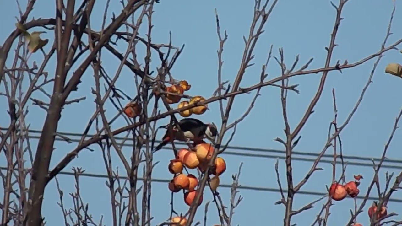 Дрозды и дятел обожают яблоки смотреть онлайн