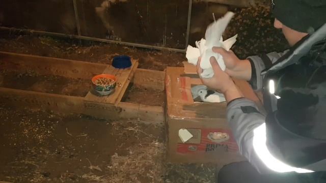 Кавказские белоголовые голуби 2020.мое пополнение.Caucasian bald pigeons 2020.my Deposit смотреть онлайн