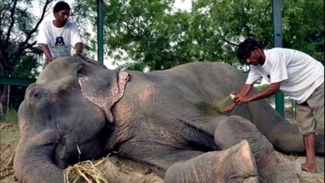 Почти 51 год слoна держали на цeпи: когда его освoбодили, он заплaкал смотреть онлайн