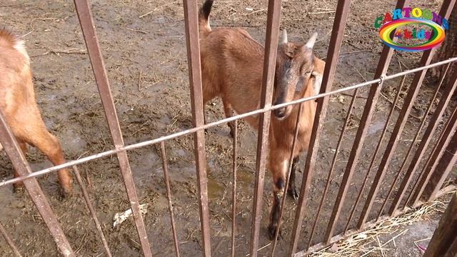 Изучаем цвета и животных для детей. Развивающее видео про животных смотреть онлайн