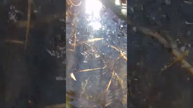 Днепр, плавни,у электриков что-то пошло не так)) смотреть онлайн