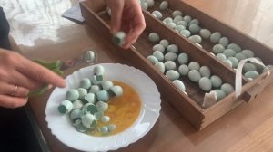 Селадон.Инкубационные Яйца почтой от Эко Ферма мои перепела,итоги инкубации .27 октября 2020 г.