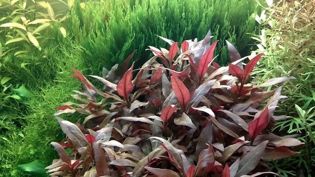 Alternanthera Reineckii Var. Rosaefolia