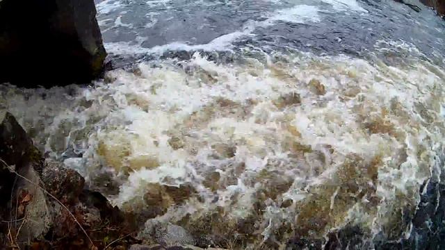 Морская ФОРЕЛЬ пошла на нерест смотреть онлайн