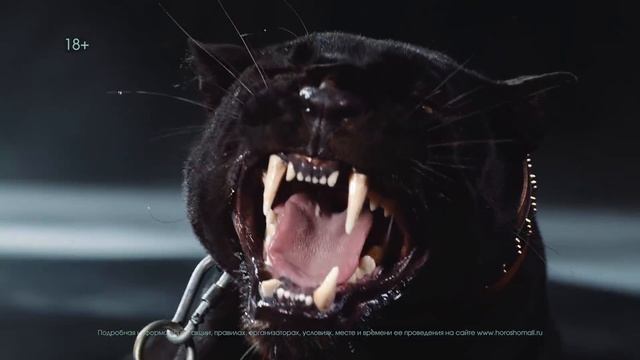 Черная пятница в «Хорошо!» смотреть онлайн