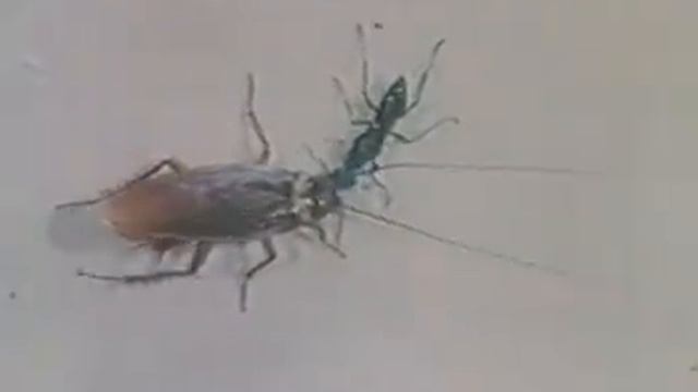 Изумрудная тараканья оса зомбирует таракана