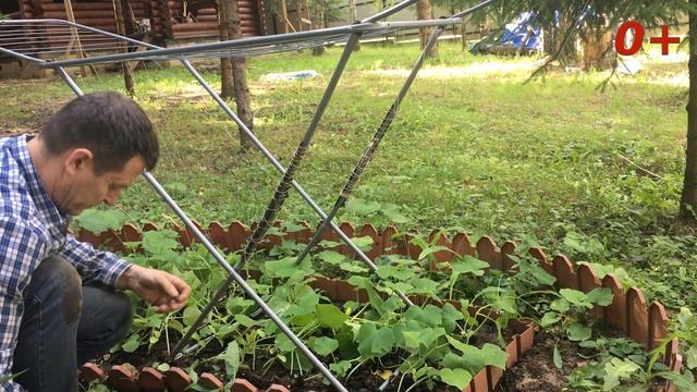 Огурцы в лесу. Будет ли урожай и какой, если посадить огурцы в открытый грунт в лесу? смотреть онлайн