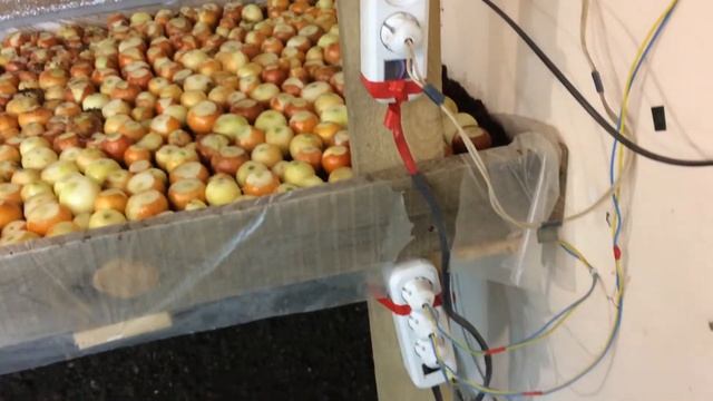 Прибыльный бизнес выгонки зеленого лука в подвале смотреть онлайн