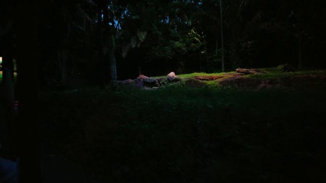 Night Safari Singapore | Tram Safari Ride | Explore Animals in the Night Safari at Singapore Zoo смотреть онлайн
