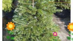 Пихта корейская Молли. Краткий обзор, описание характеристик abies koreana Molli