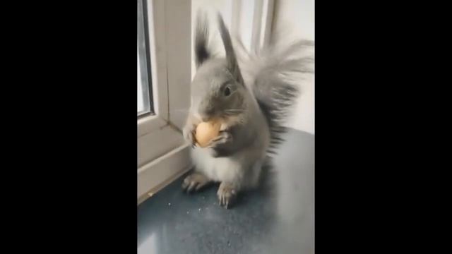 смешные животные , подпорка смешных жиотных funny animals,面白い動物,有趣的動物 смотреть онлайн
