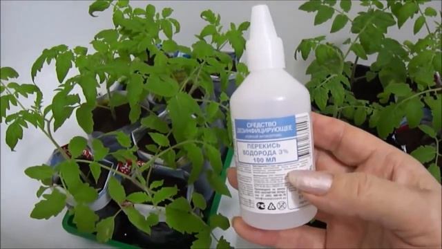 Зачем опрыскиваю рассаду перекисью водорода!