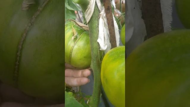 Томат Золотые купола смотреть онлайн