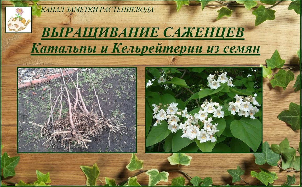Выращивание саженцев декоративных деревьев из семян - Катальпа и Кельрейтерия смотреть онлайн