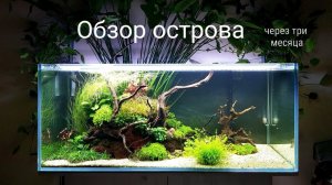 Обзор острова три месяца после запуска