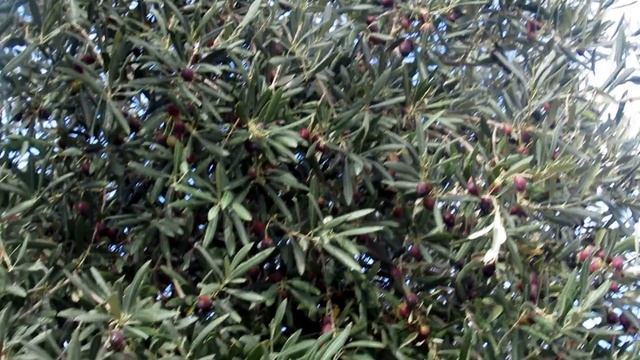 Оливки созревают!(лат. Olea europaea)Кирьят-Ям.Израиль.Kiryat-Yam. Israel. смотреть онлайн